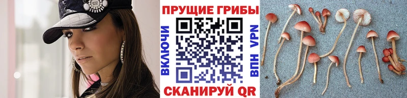 Псилоцибиновые грибы Magic Shrooms  Высоковск 